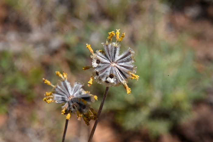 Fineleaf Hymenopappus; post bloom fruit is an achene as shown in the photograph. Hymenopappus filifolius 